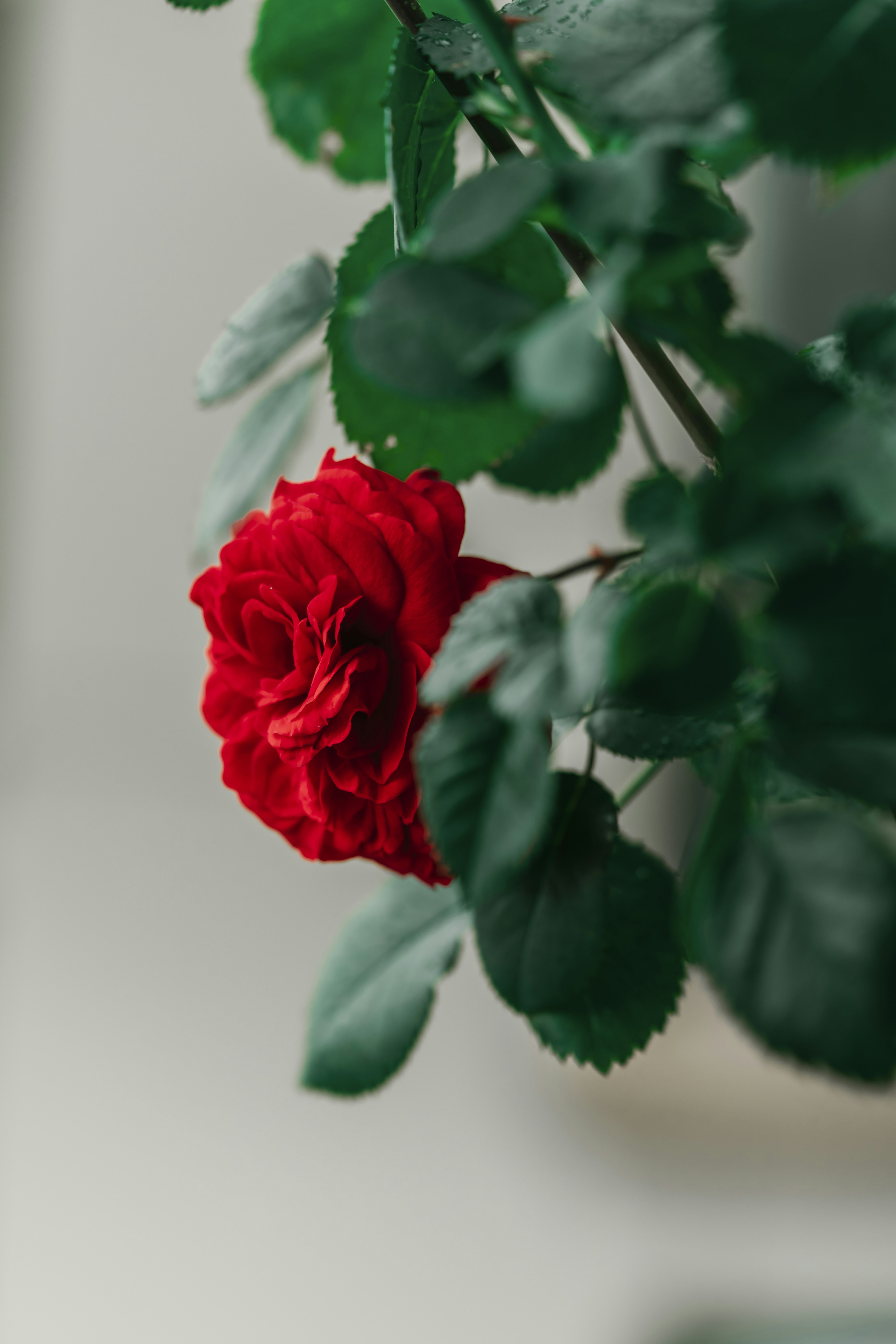 China Rose Pictures Download Free Images on Unsplash