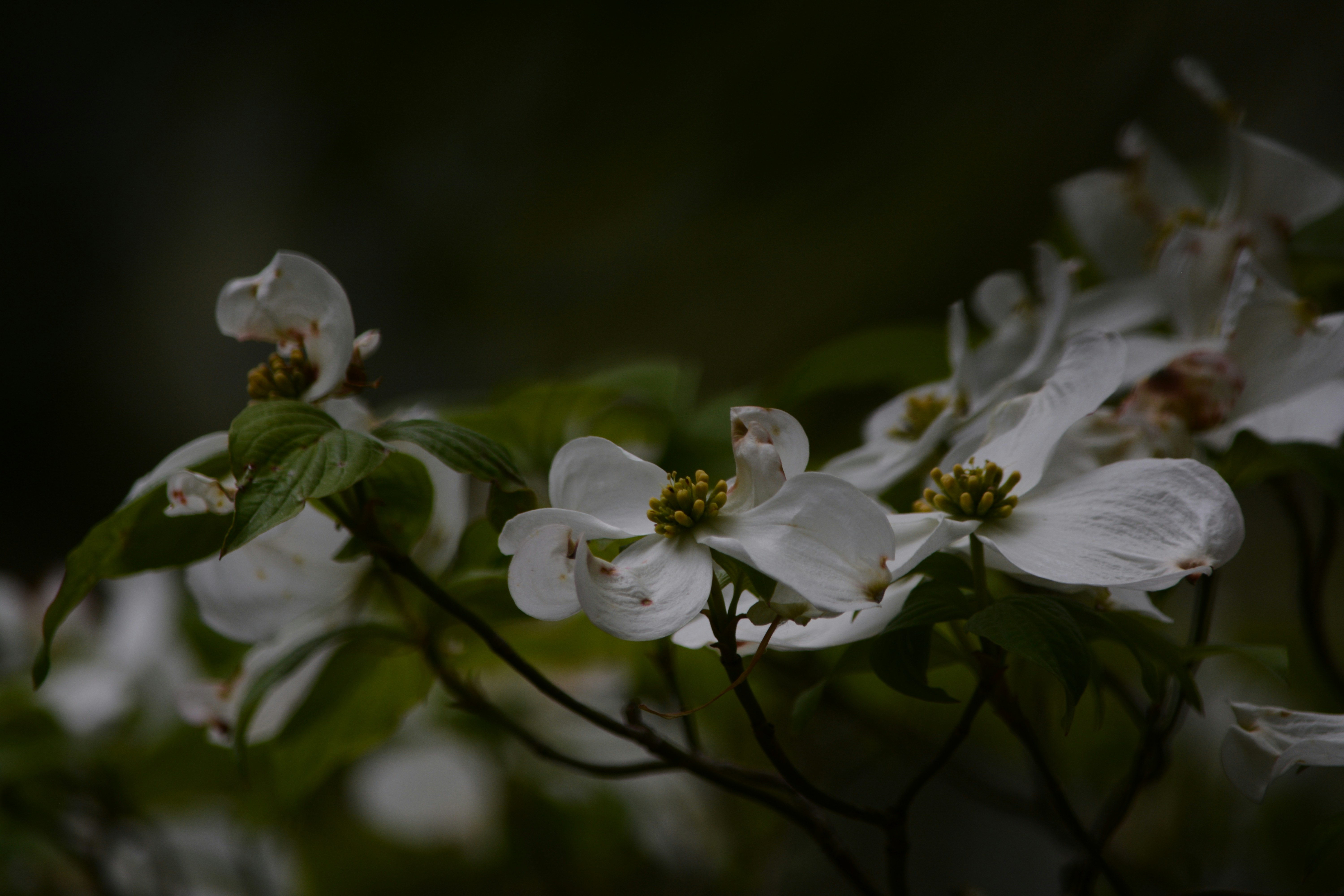 Moody Flowers Pictures Download Free Images on Unsplash