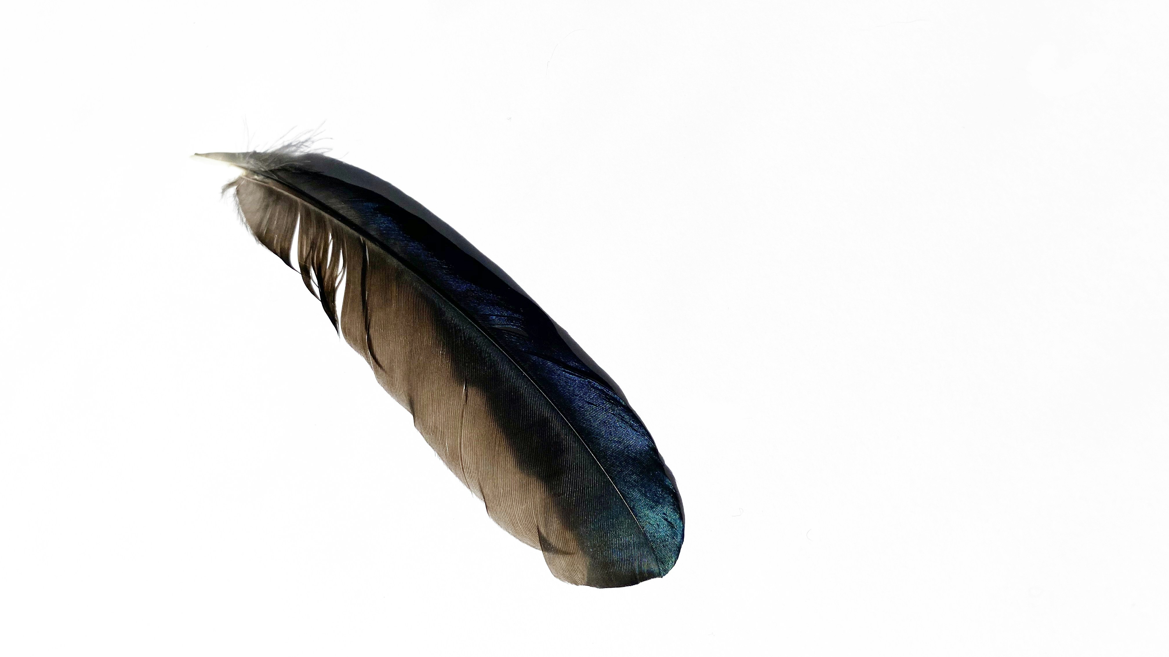 Feather Pen Pictures | Download Free Images on Unsplash