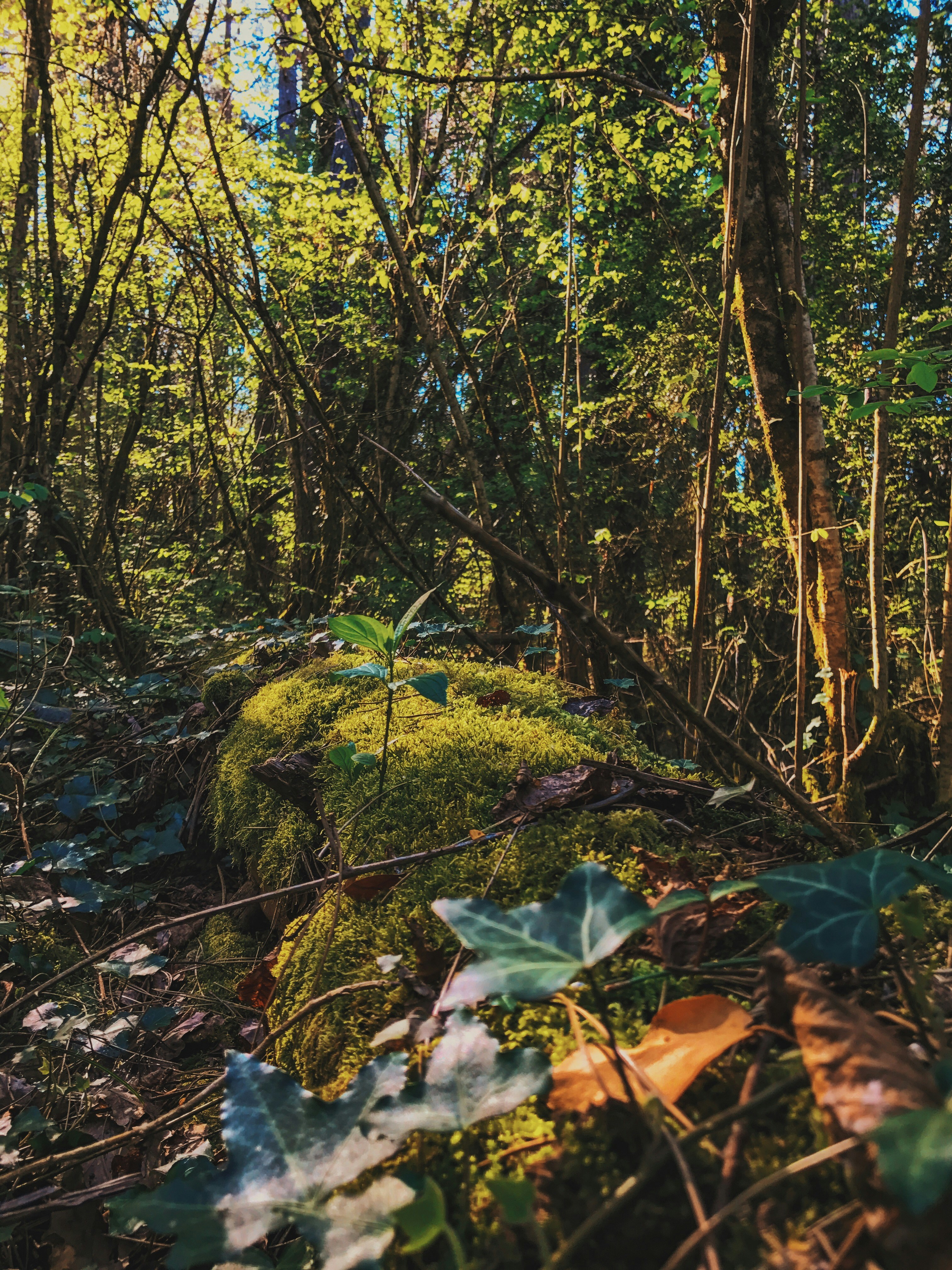 Jungle Leaf Pictures | Download Free Images on Unsplash