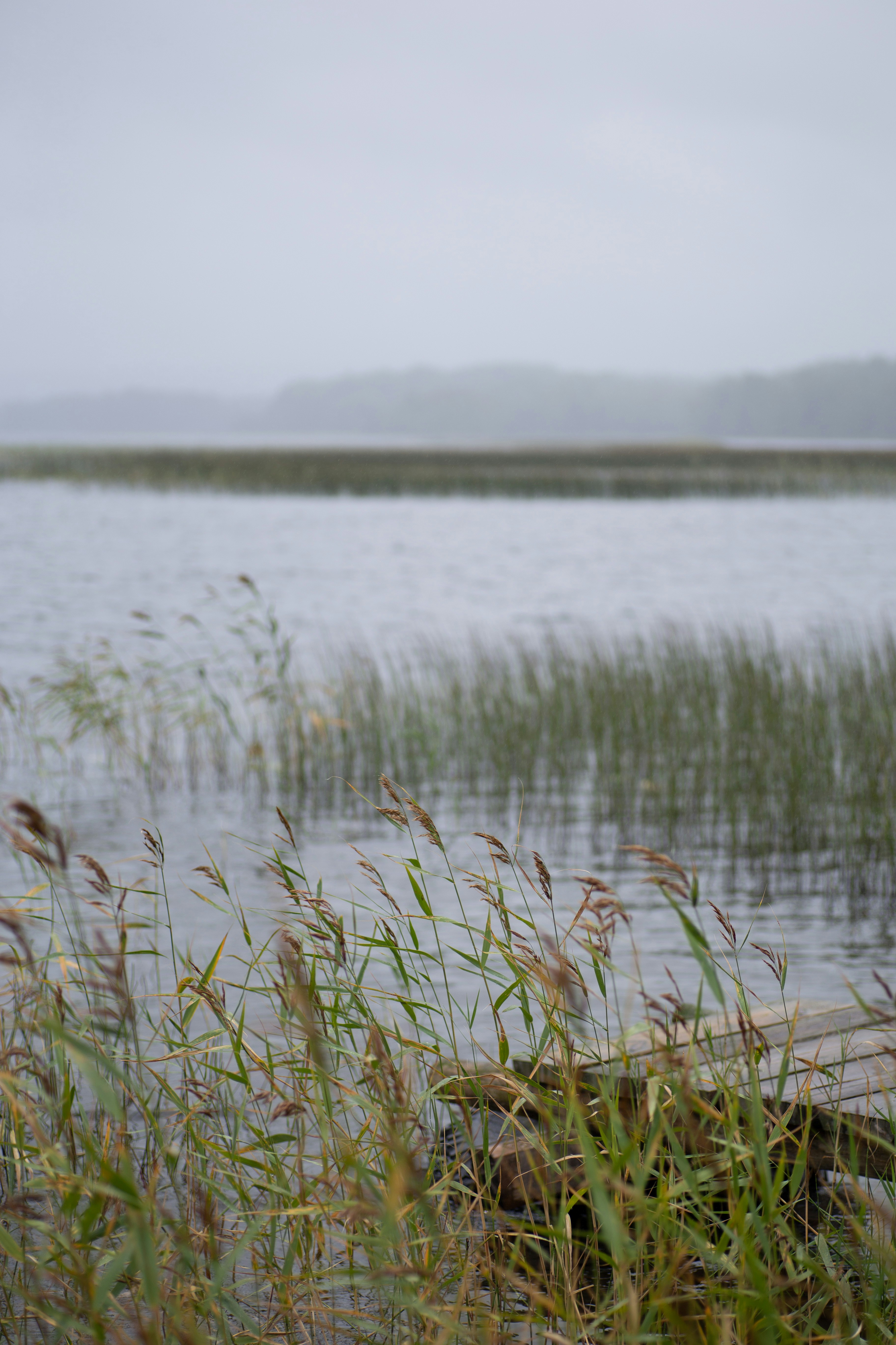 green grass on lake during daytime photo Free Grass Image on Unsplash