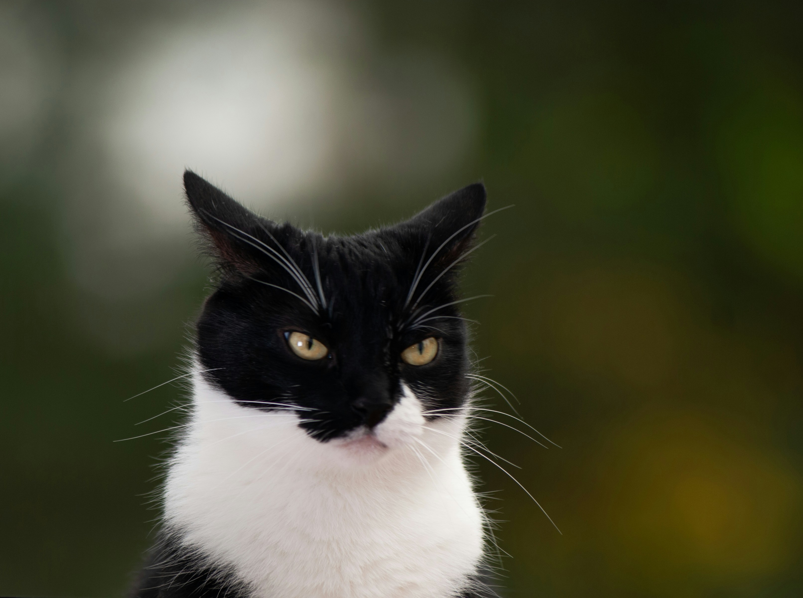 Angry Cat Pictures | Download Free Images on Unsplash
