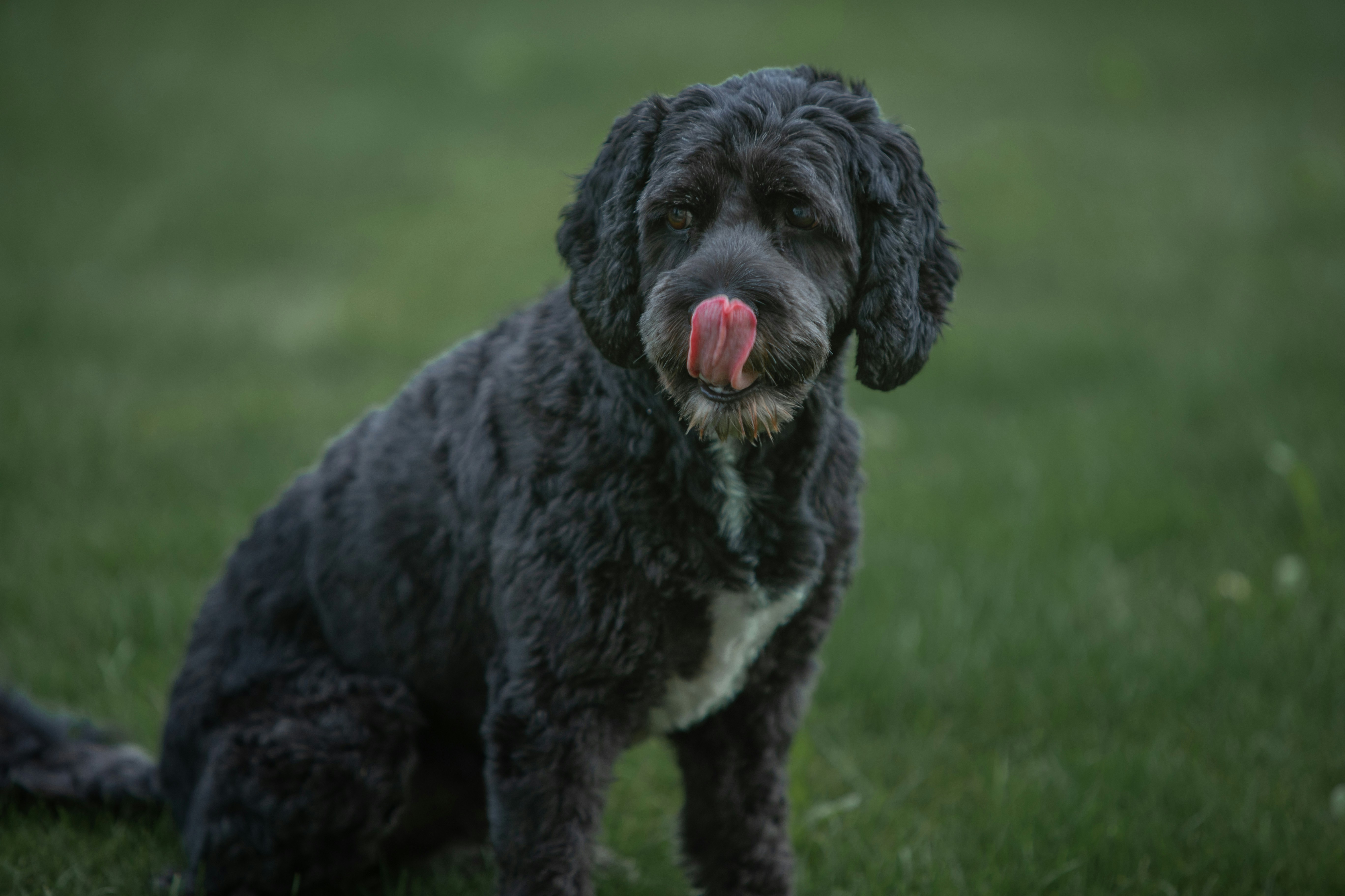 750+ Black Dog Pictures | Download Free Images & Stock Photos on Unsplash