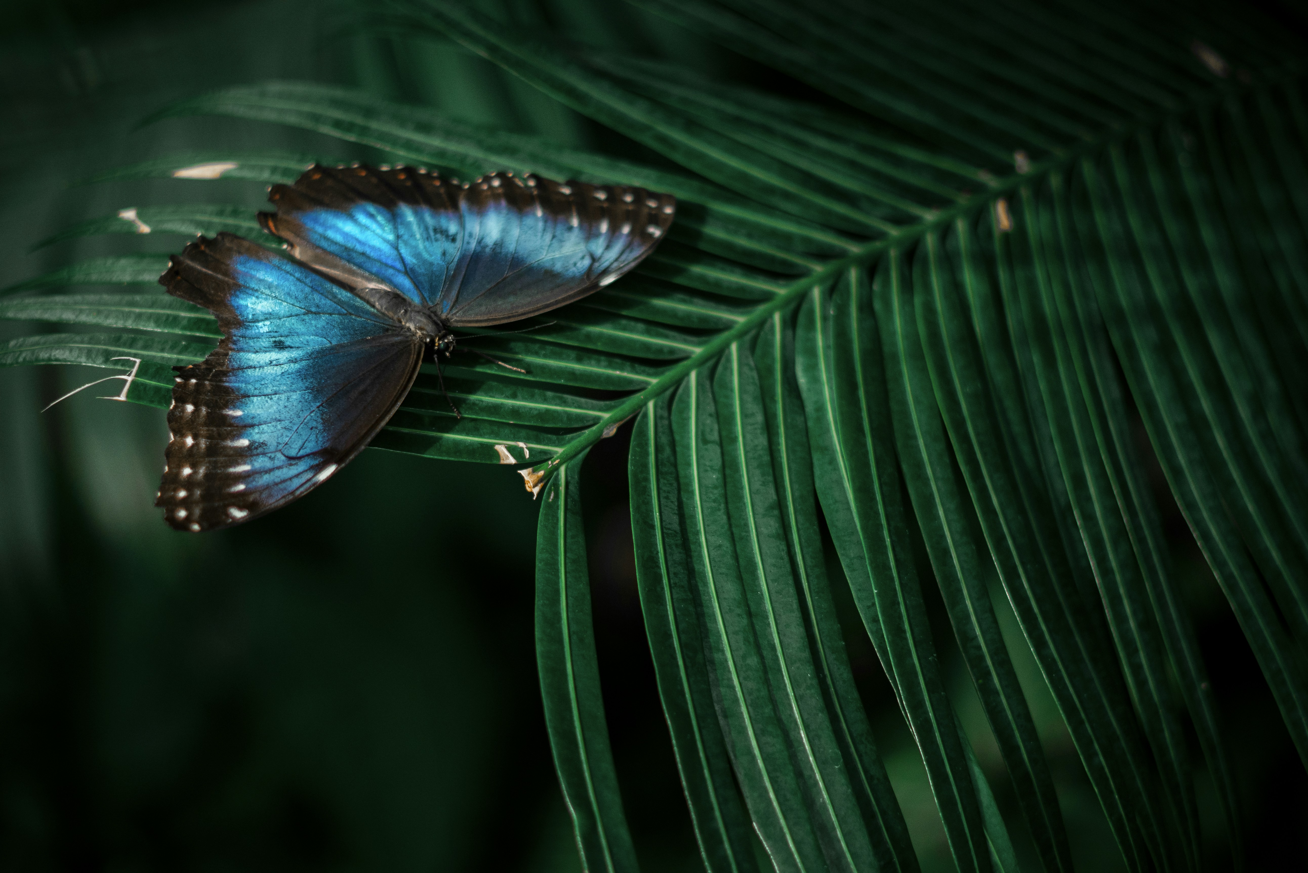 Blue Butterfly Pictures Download Free Images on Unsplash