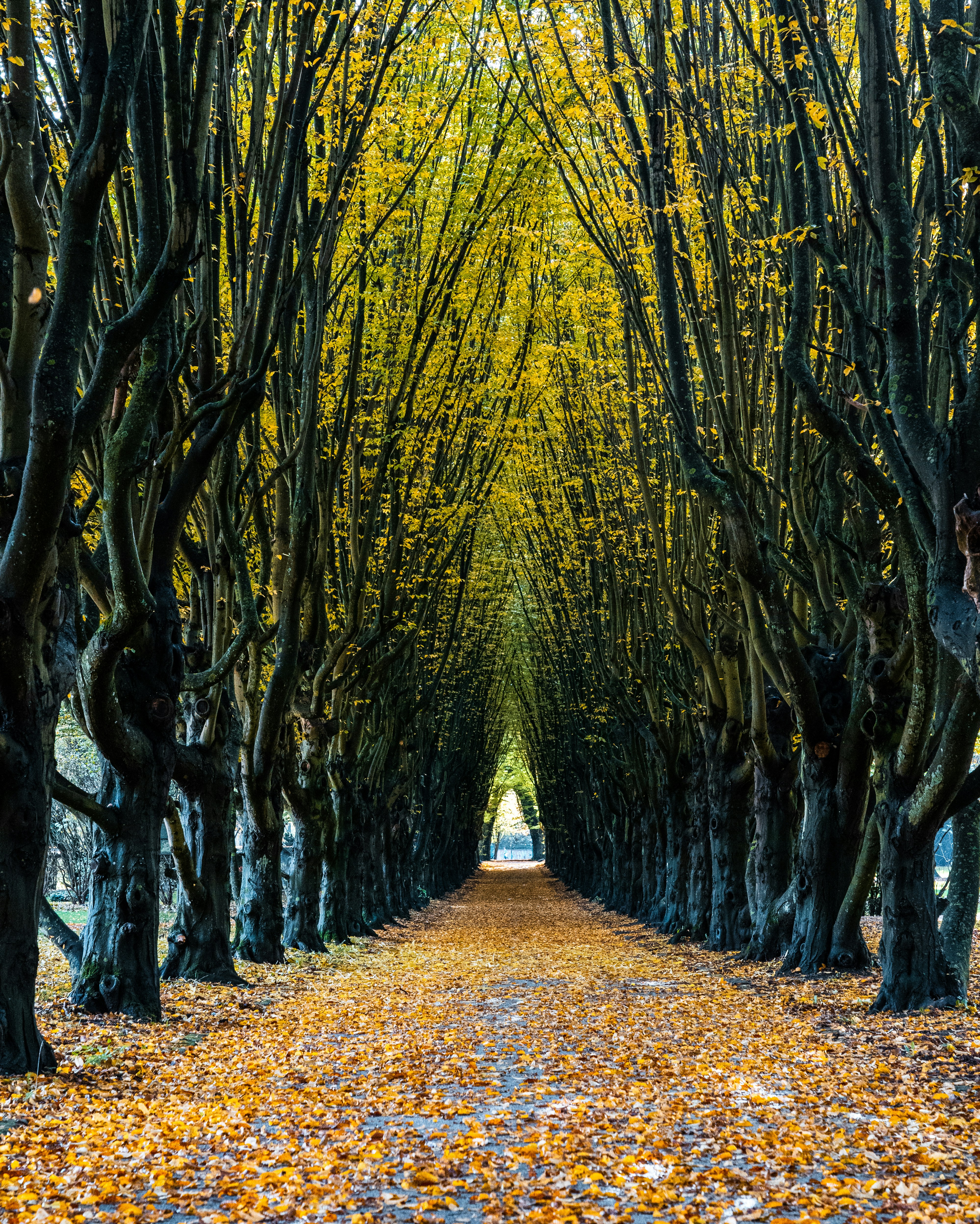 Tree Wallpaper Pictures Download Free Images on Unsplash