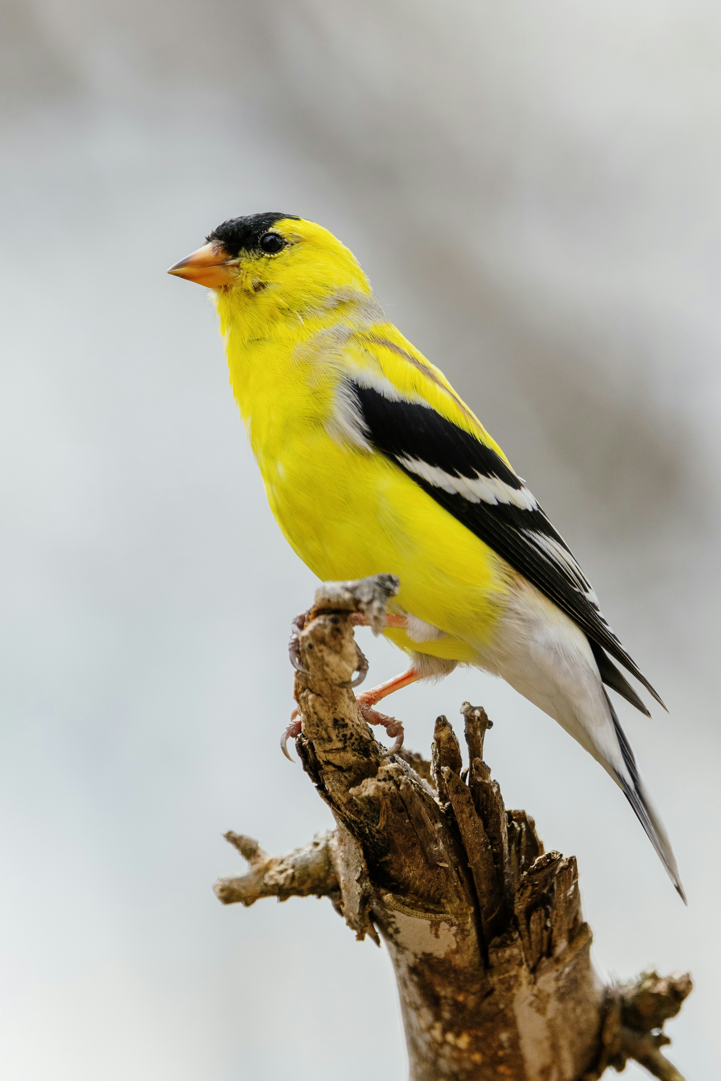 golden cockatoo