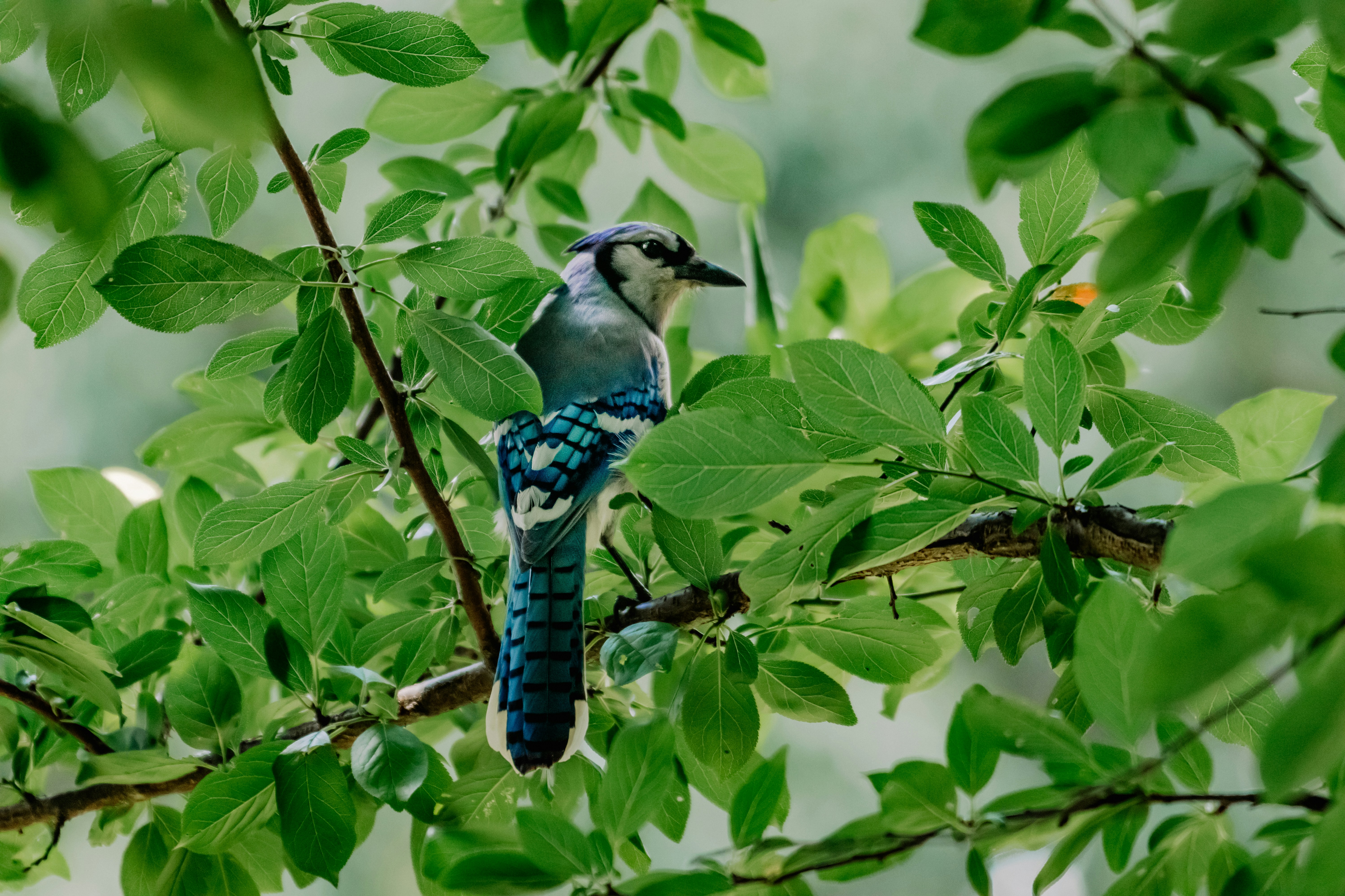 750+ Bird In Tree Pictures Download Free Images on Unsplash