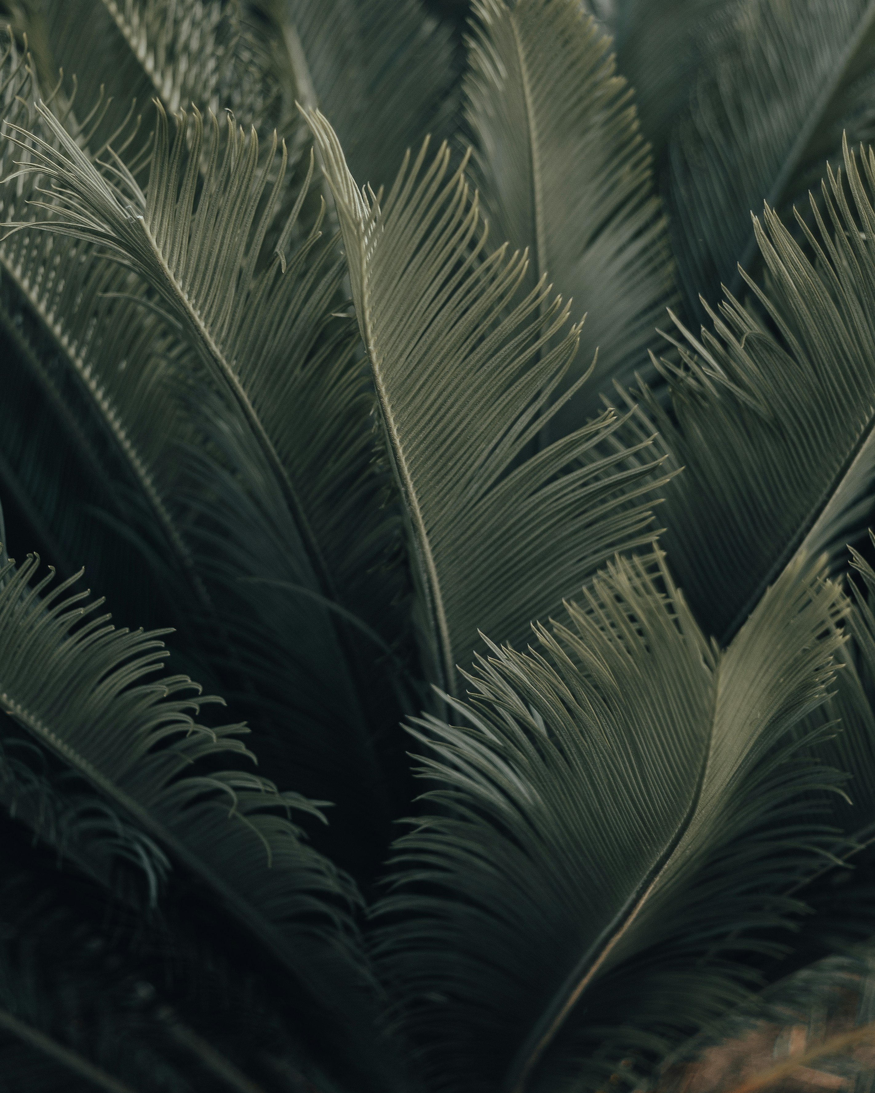 plant greenery 31 best free greenery, plant, green and wallpaper photos on Unsplash