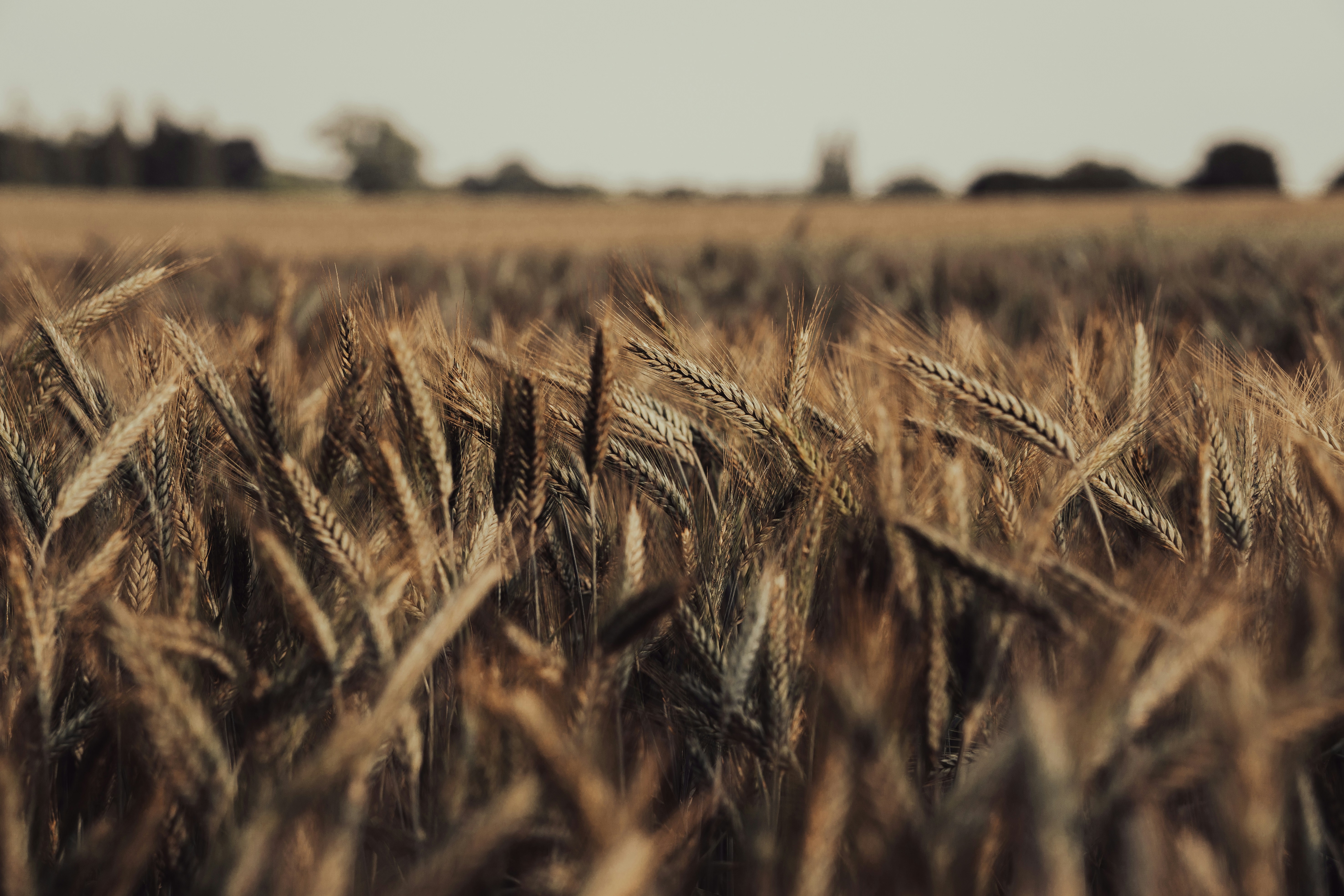 Wheat Straw Pictures | Download Free Images on Unsplash