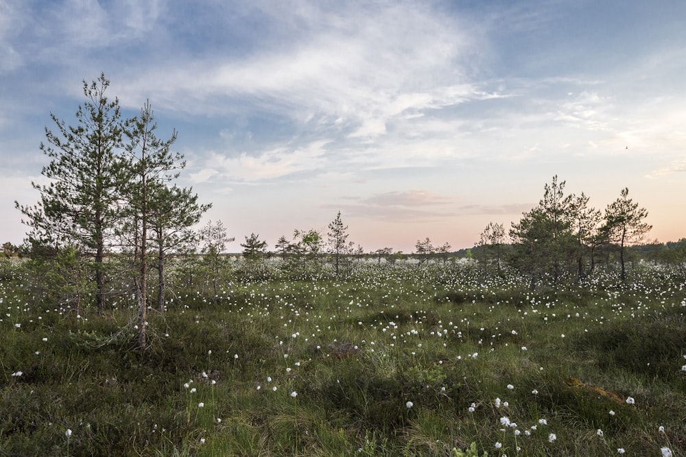 Campo de flores de pétalas brancas abaixo do céu nublado