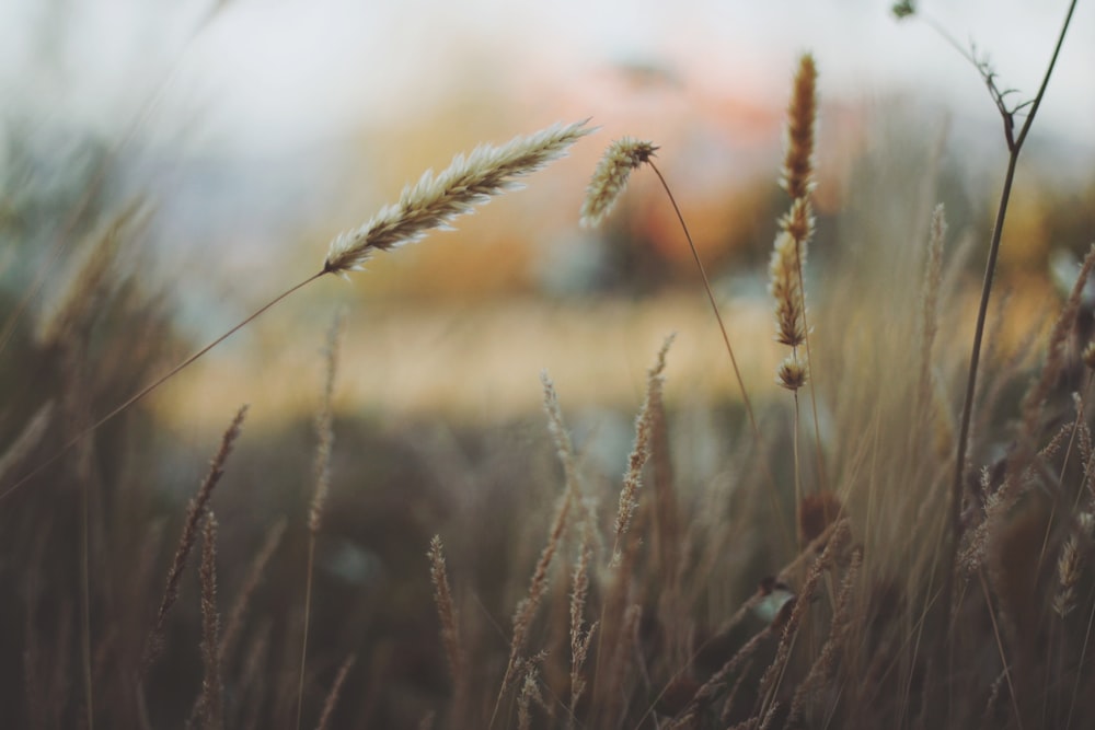 Photographie peu profonde de l’herbe brune séchée