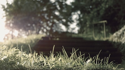 https://images.unsplash.com/10/gipsy_in_the_woods.jpg?ixlib=rb-4.1.0&q=80&fm=jpg&crop=entropy&cs=tinysrgb&w=400&fit=max