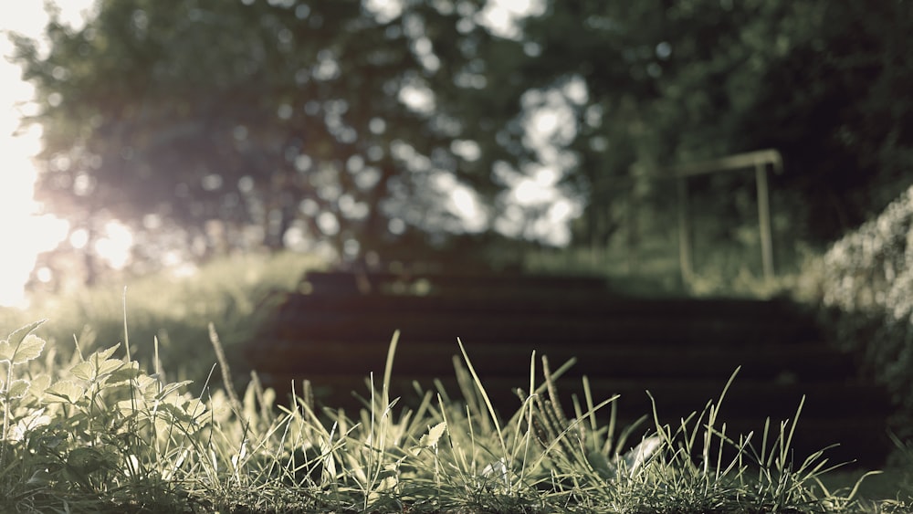 green grasses near trees