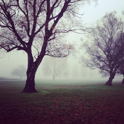 https://images.unsplash.com/10/hazy-trees.jpg?ixlib=rb-4.1.0&q=80&fm=jpg&crop=entropy&cs=tinysrgb&w=400&fit=max