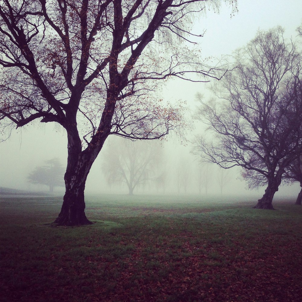 alberi spogli con nebbie