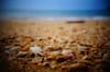 Wishing Shells | 9 best free shell, background, beach and sea photos on ...