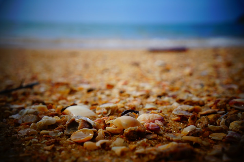 close photography of sea shells