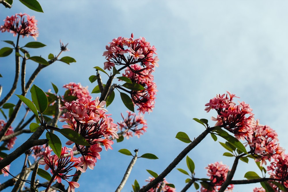 close-up photo of pink petaled flower