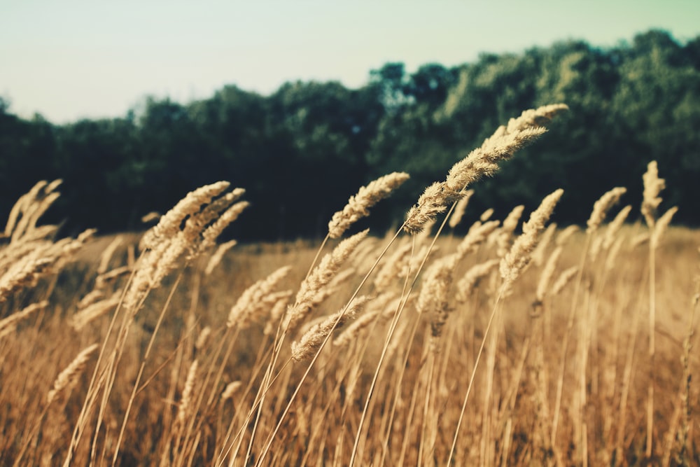 Fotografia selettiva dell'erba di grano durante il giorno