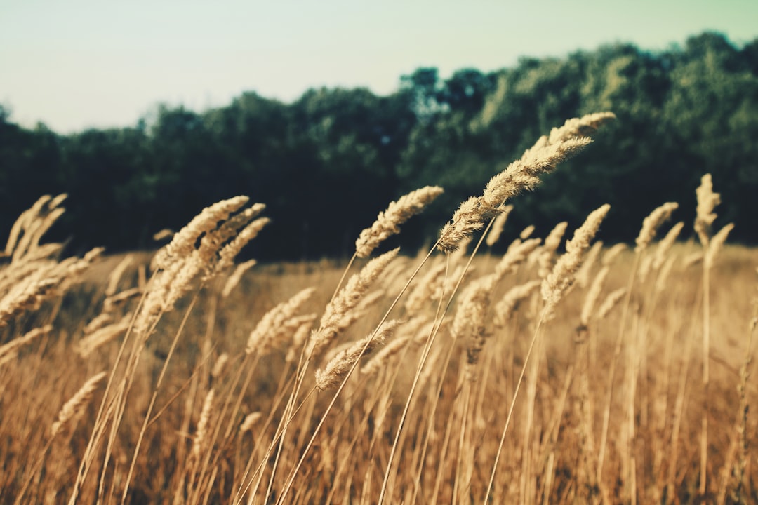 selective focus photography of wheat grass during daytime selective focus photography of wheat grass during daytime