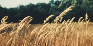 selective focus photography of wheat grass during daytime