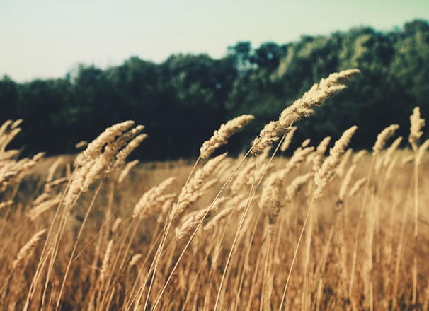 selective focus photography of wheat grass during daytime
