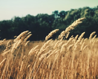 selective focus photography of wheat grass during daytime