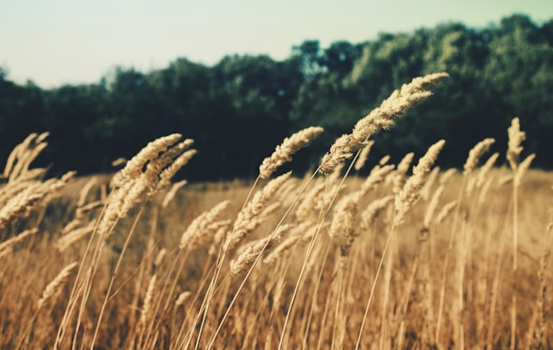 selective focus photography of wheat grass during daytime