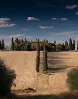 A serene landscape showing a countryside estate atop a hill. Tall, slender cypress trees line a path leading up to a rustic farmhouse surrounded by trees and greenery. The fields in the foreground are neatly plowed, displaying rows of harvested crops under a dramatic sky with scattered clouds.