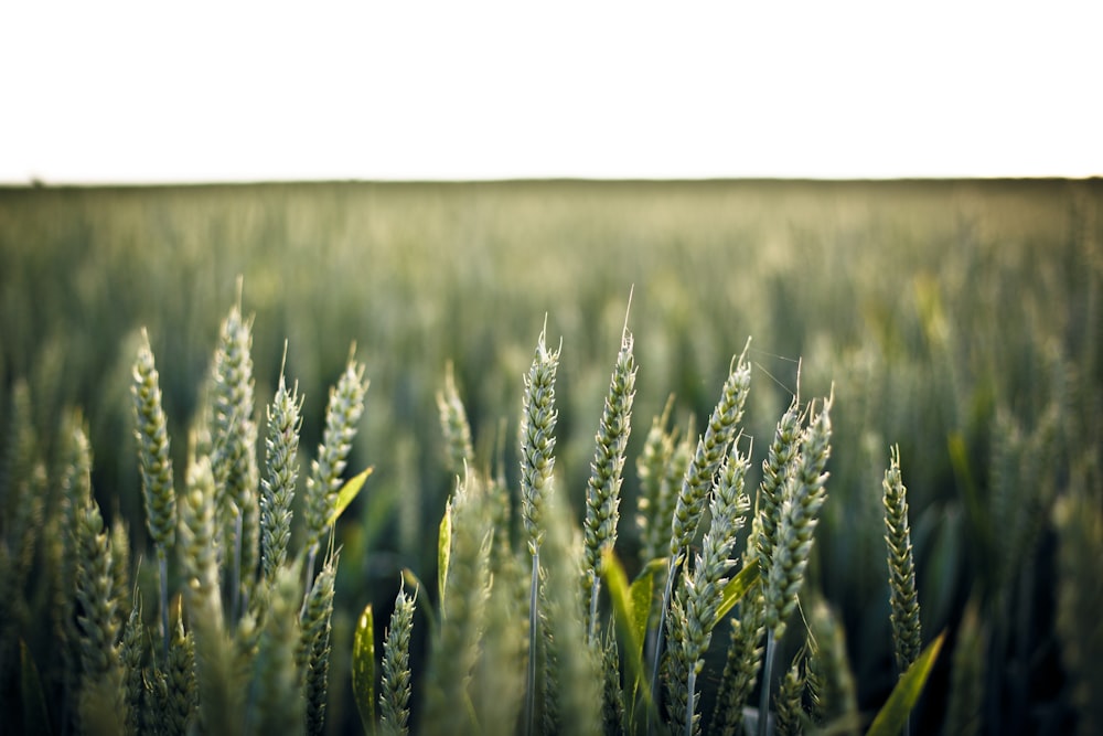 selective photo of green grains during daytime