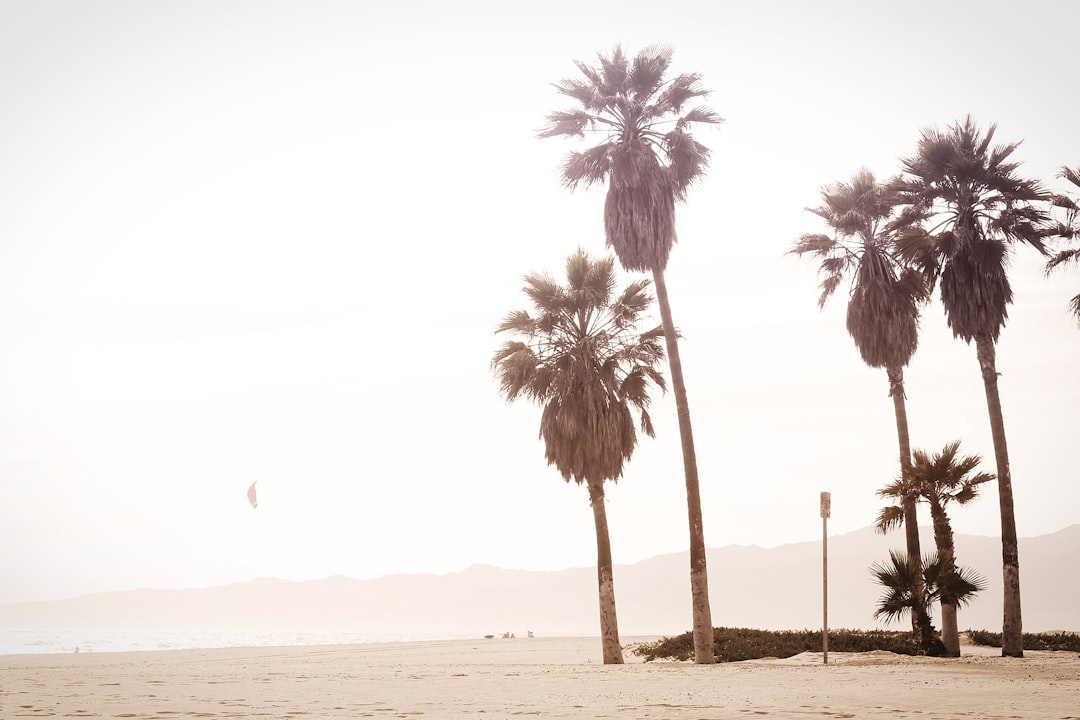 palm trees during daytime