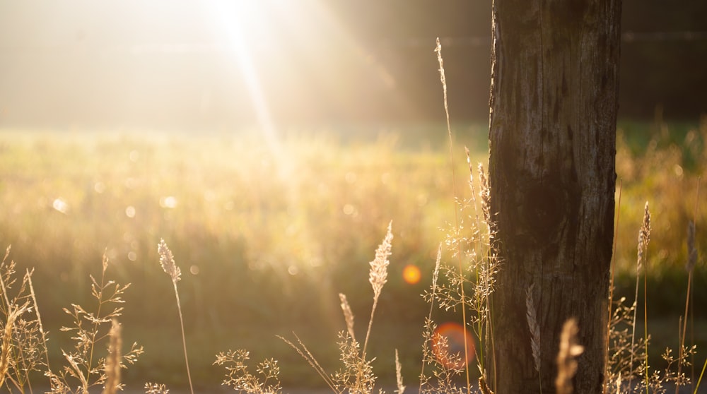 écorce d’arbre brune au lever du soleil