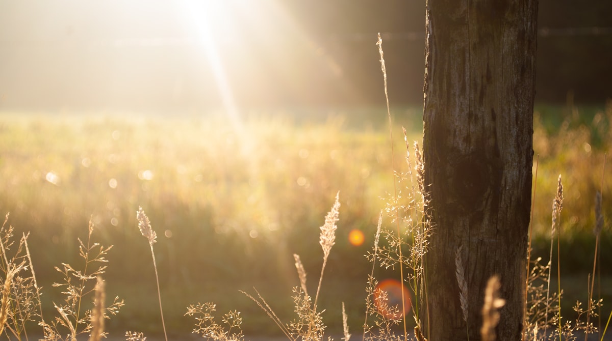 5 Sardinian Longevity Secrets for Teachers: Boost Classroom Vitality and Well-being