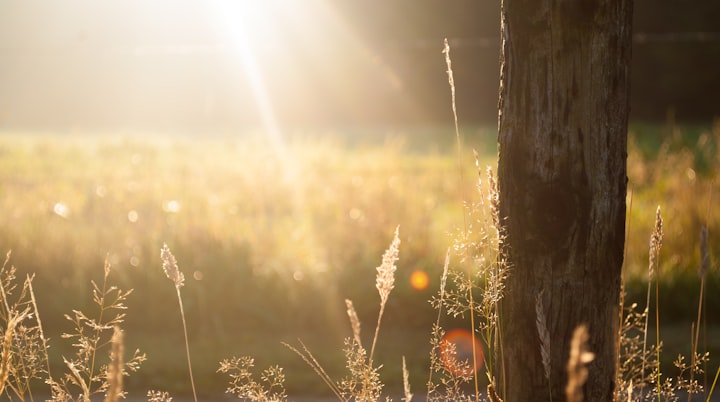 Cilia And The Sunshine Cilia And The Sunshine