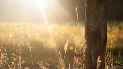 brown tree bark during sunrise summertime teams background