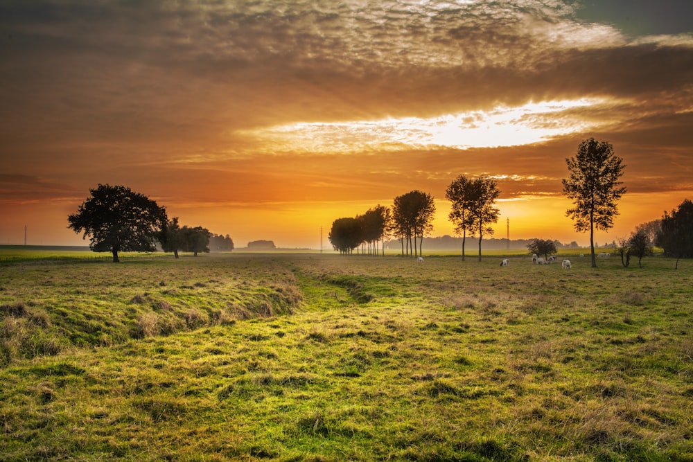 lush grass field photo during golden hour