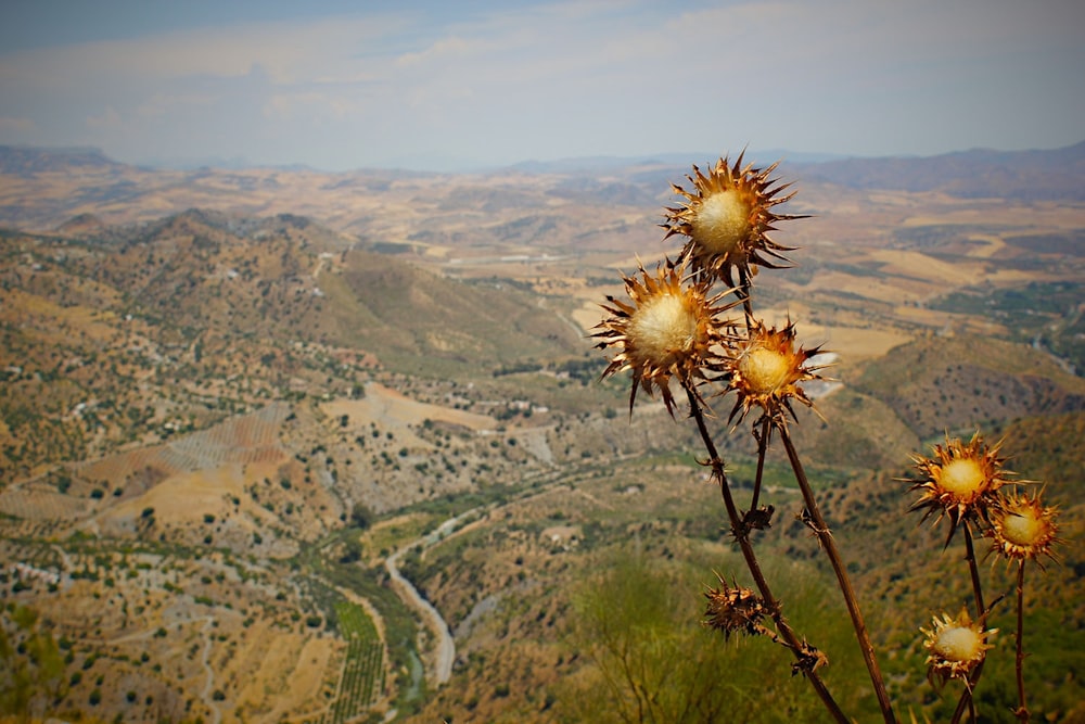 closeup photo of yellow petaled flowers