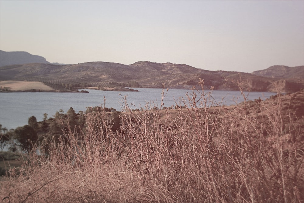 withered plants with distance at body of water