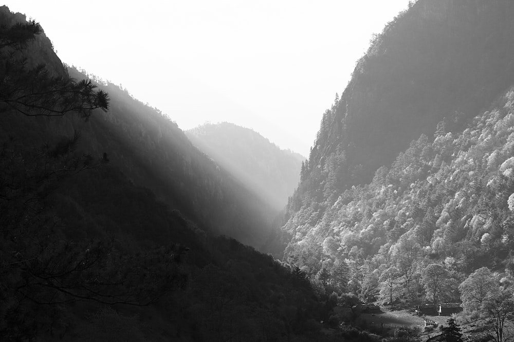 Graustufenfotografie von Bergen, die mit Bäumen bedeckt sind