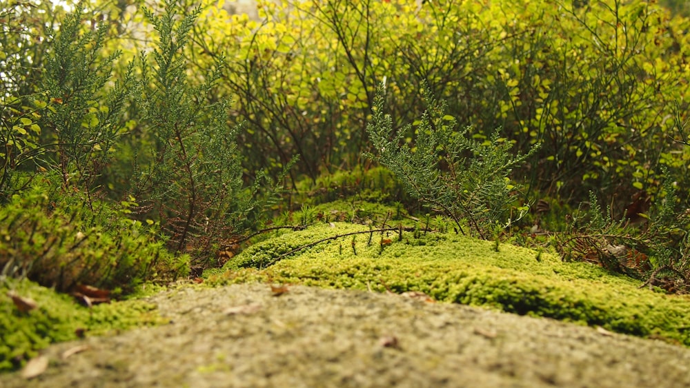 green moss