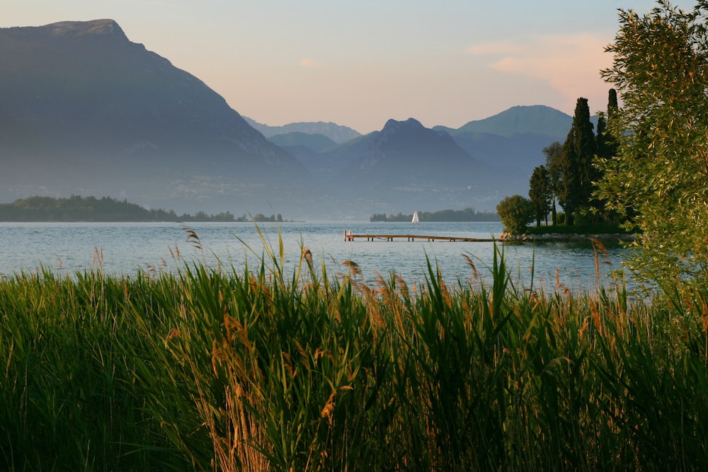 Lago detrás del campo de hierba durante el día