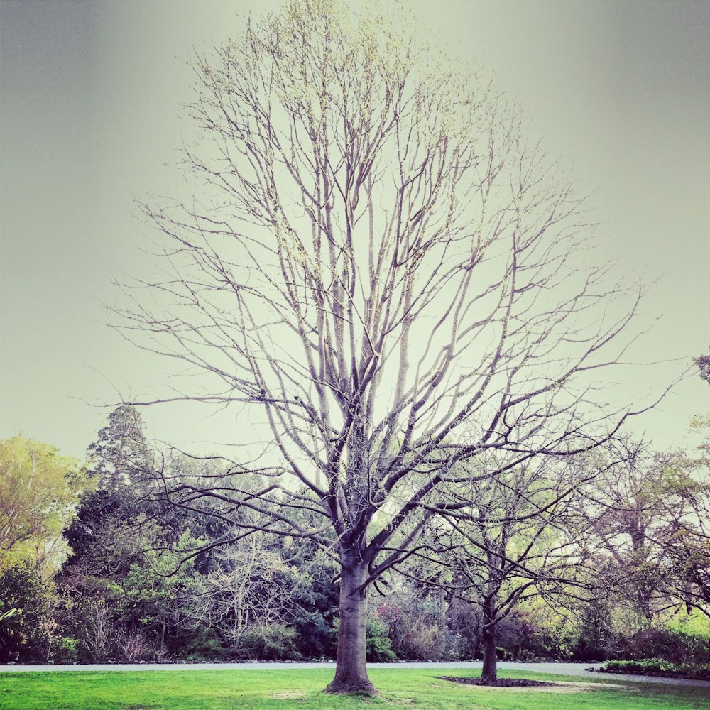 brown trees during daytime