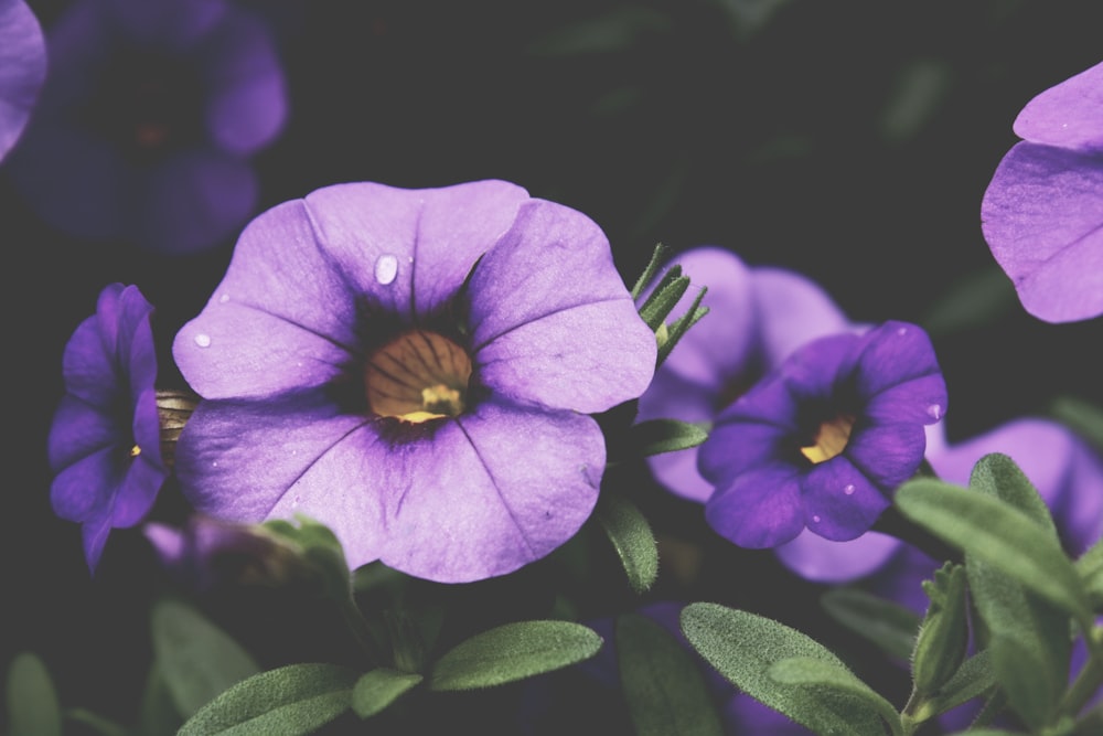 Fotografía macro de flor de pétalos púrpuras