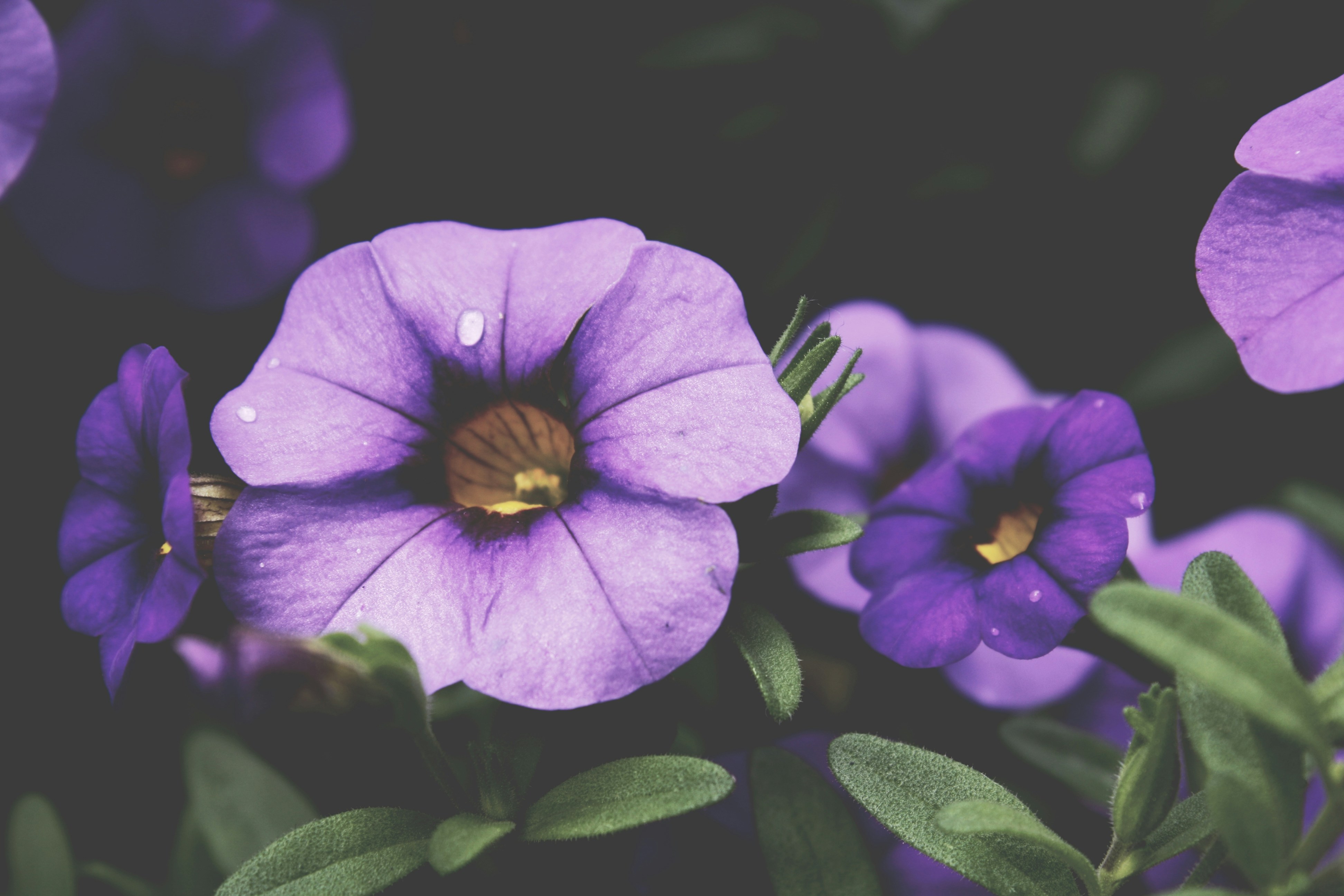 unsplash_525b54bcc32ba_1.JPG?ixid=M3wxMjA3fDB8MXxzZWFyY2h8MTl8fGJsb29tJTIwY2JkfGVufDB8fHx8MTcyNDMyMzA0MHww\u0026ixlib=rb-4.0.3