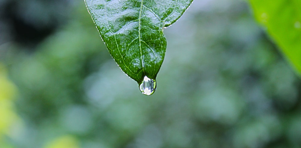 green leaf plant with water drops