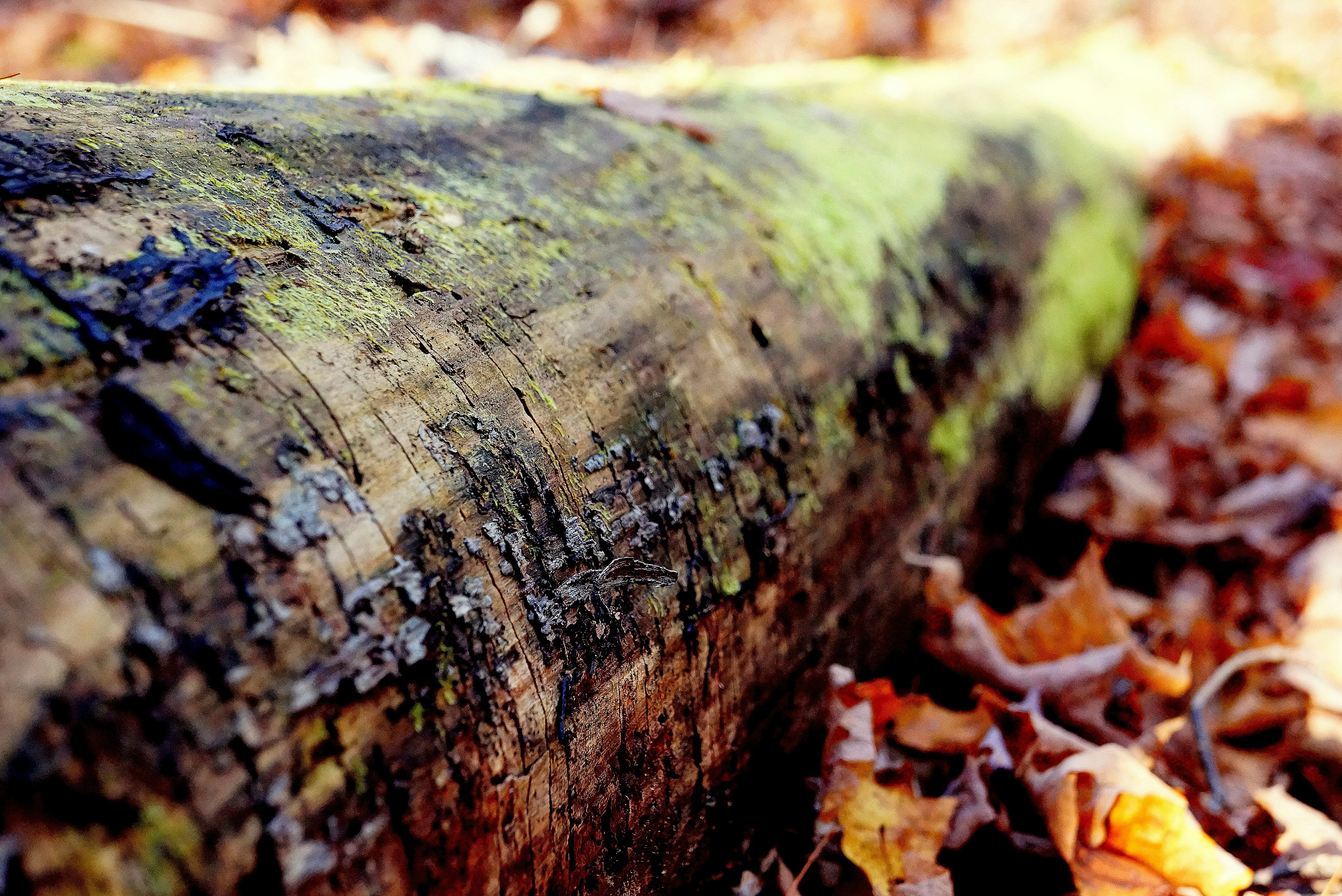 brown tree log surrounded by brown leaves