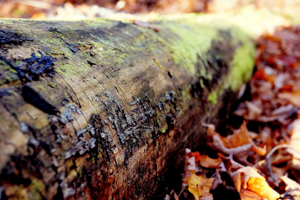 brown tree log surrounded by brown leaves