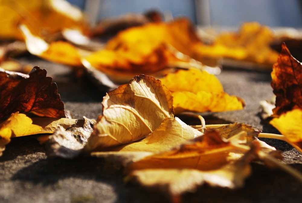 tilt shift photo of leaves on the floor