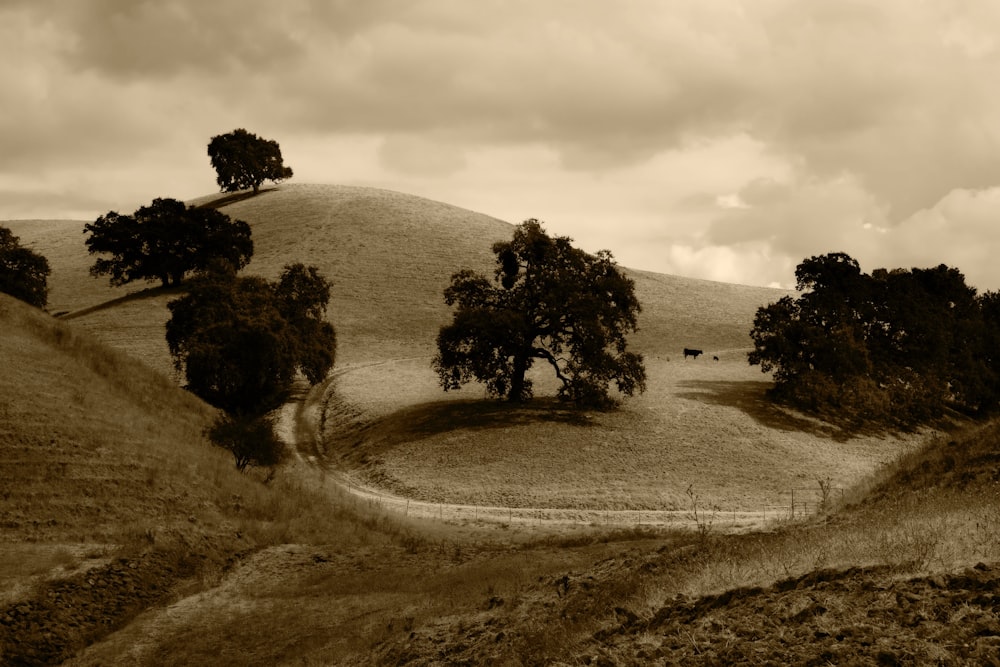 Árbol negro en el postre