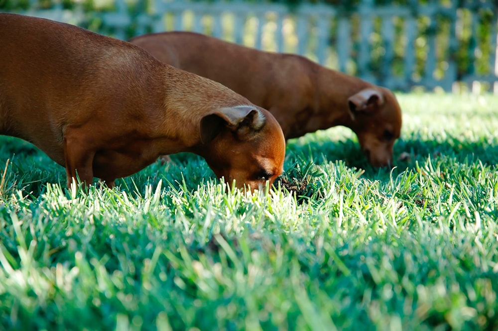 two short-coated tan puppies on grass field during dayitme